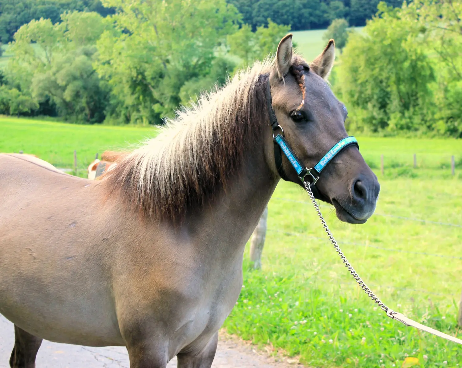 Pferd von Tierbegegnungshof-Herzensbande