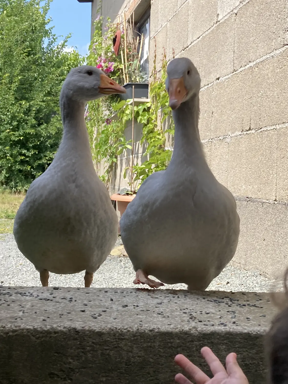Enten von Tierbegegnungshof-Herzensbande