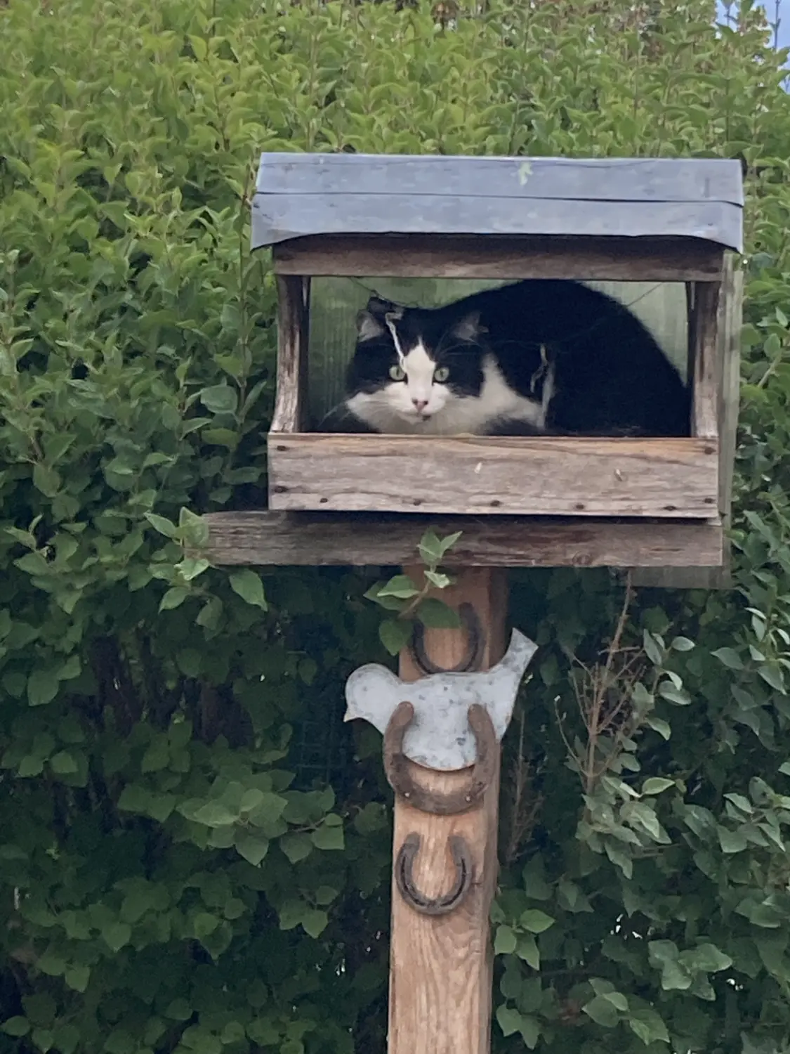 Katze von Tierbegegnungshof-Herzensbande